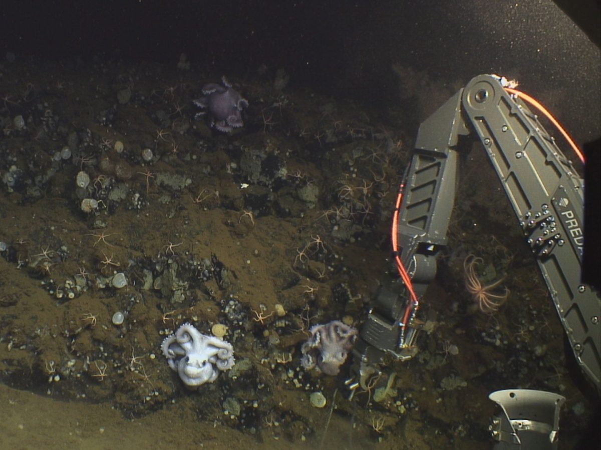 A livestream of octopus on the seafloor from the Jason ROV.